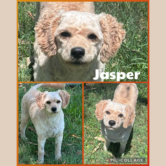 Photo of Jasper