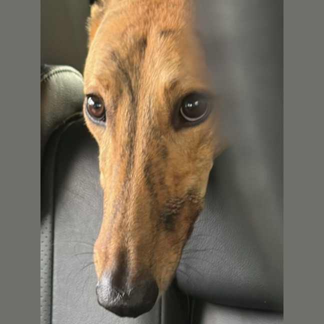 Photo of Wiggles