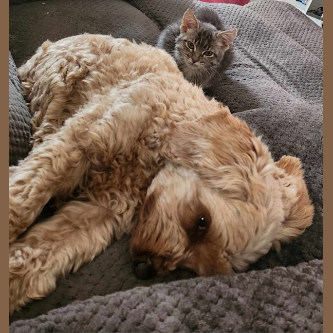 Photo of Tigger