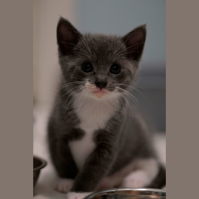 Photo of 🩵 Blue Jay 🩵