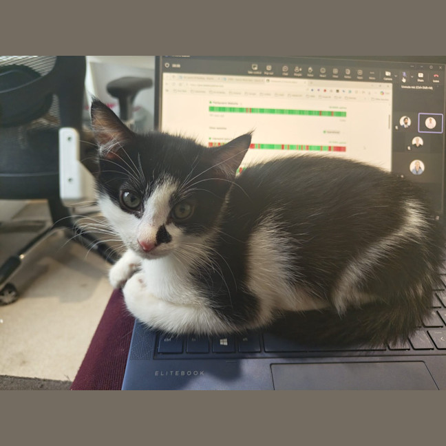 Photo of Jaspurr