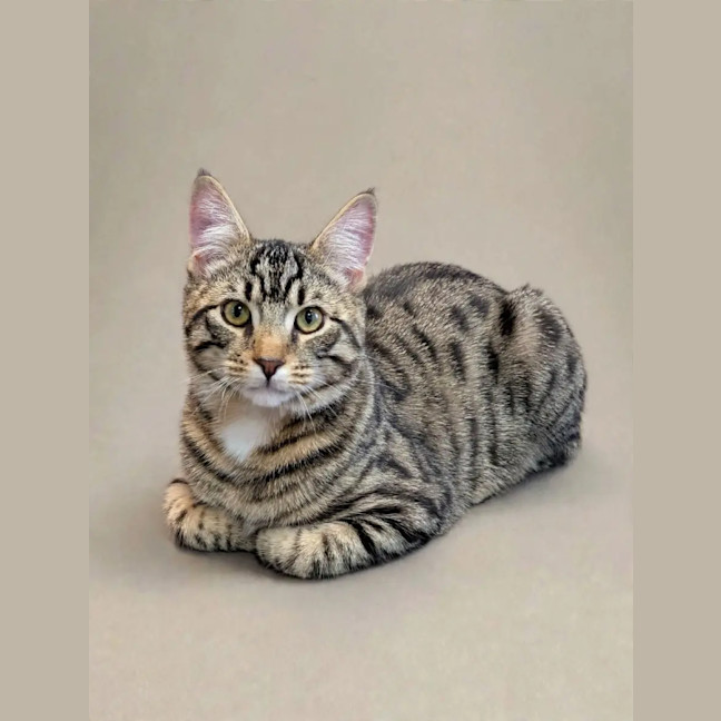 Photo of Rex