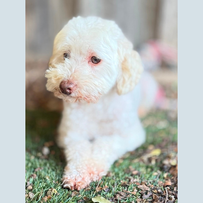 Photo of Westie