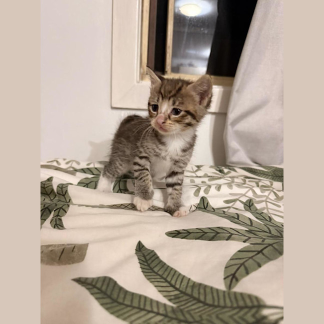 Photo of Milo