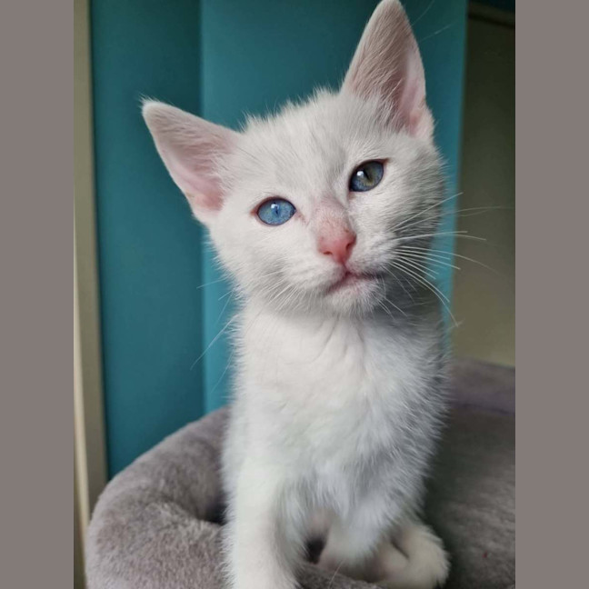 Photo of Selene
