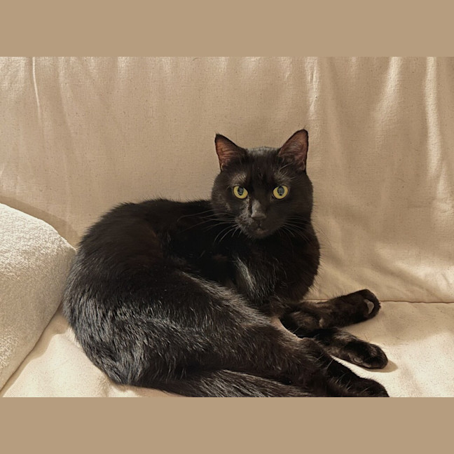 Photo of Luna  