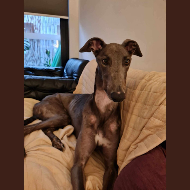 Photo of Royal