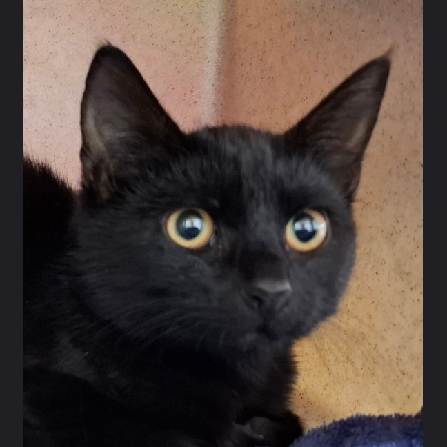 Photo of Pinot Noir (Now Nova)