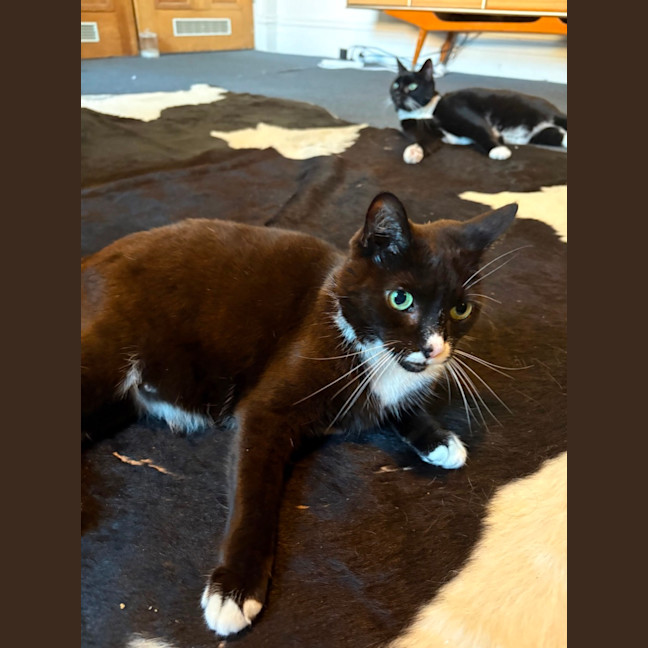 Photo of Hershey & Kiss