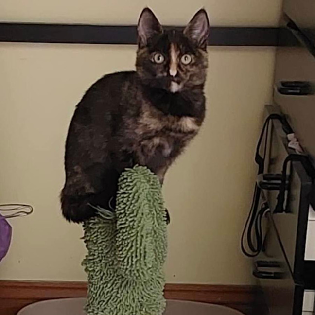 Photo of Pink   Located In Reservoir