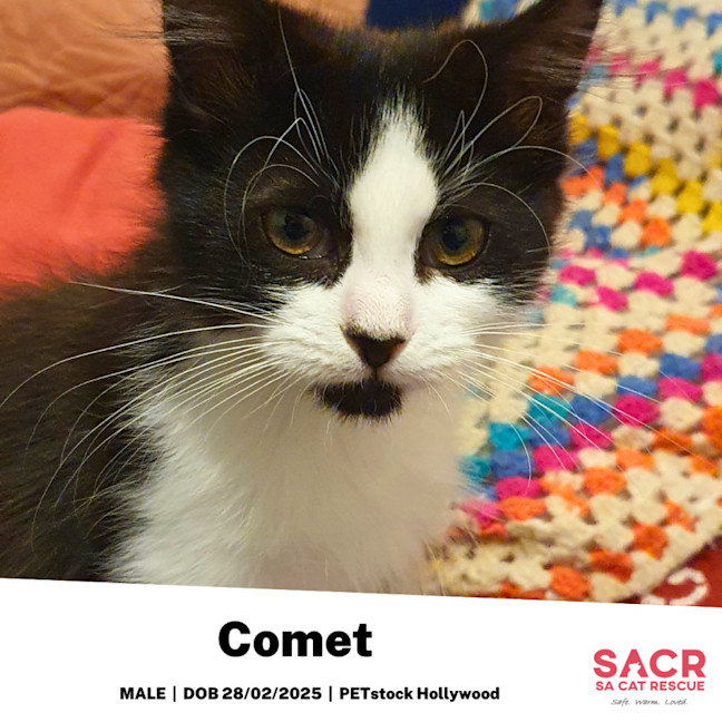 Photo of Comet