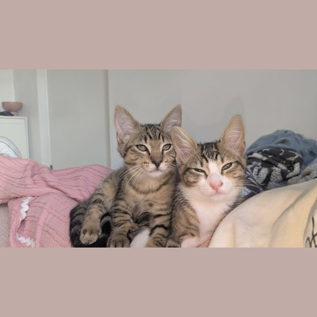 Photo of Bertie & Bolt 