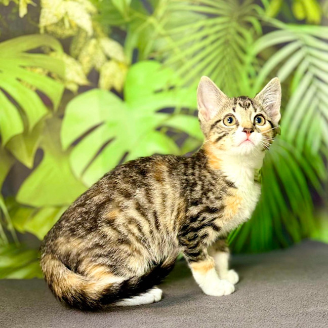 Photo of Ulla  Meet Me At Vets On Parker Templestowe