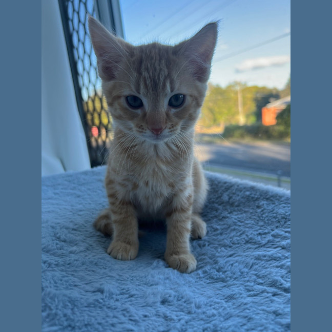 Photo of Theo