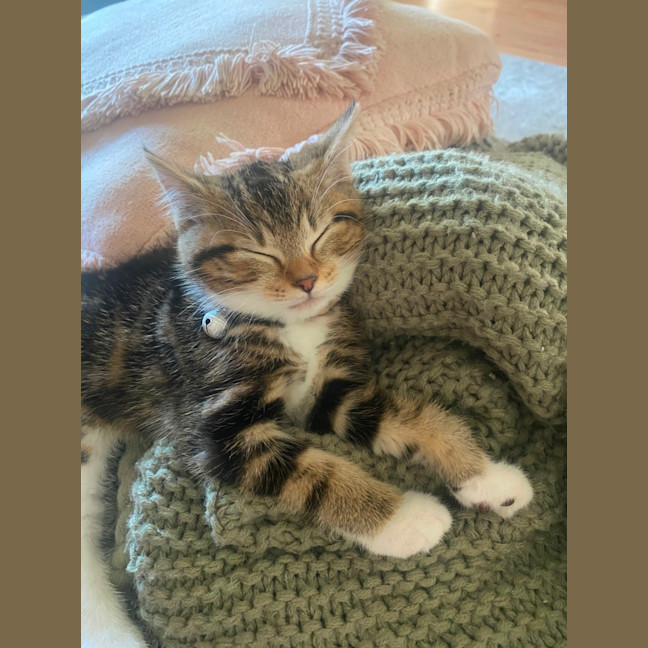 Photo of Pumpkin 