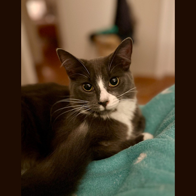 Photo of Darcy