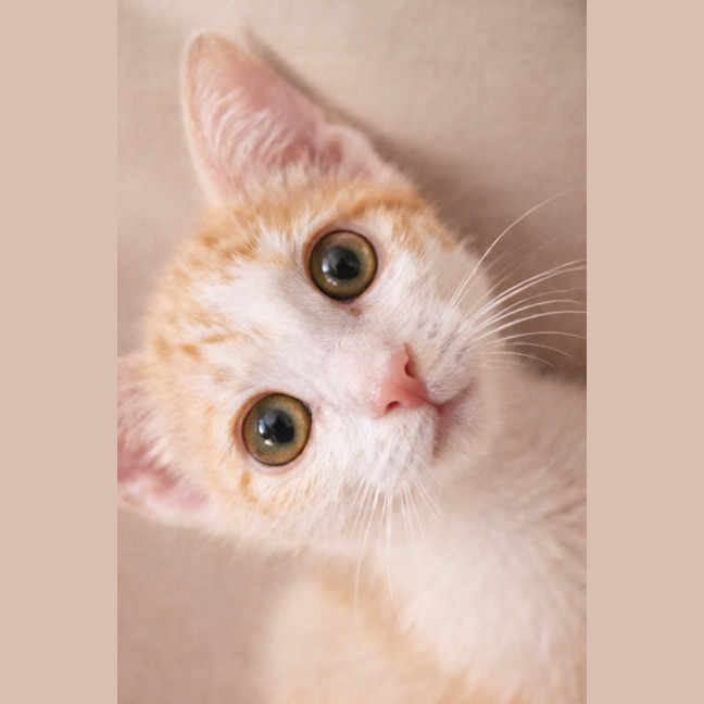 Photo of Fin