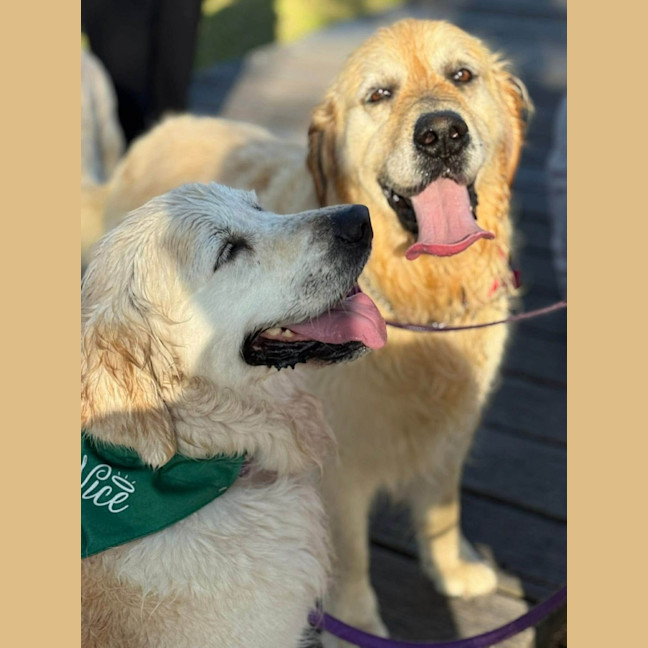 Photo of Max   8 Year Old Golden Retriever