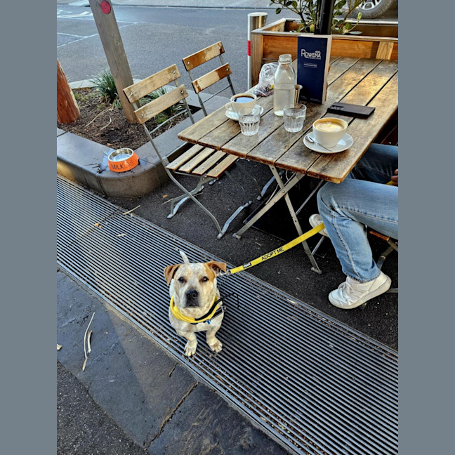 Photo of Biscuit / Oreo