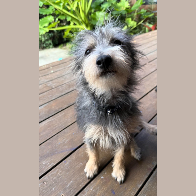 Photo of Marvin
