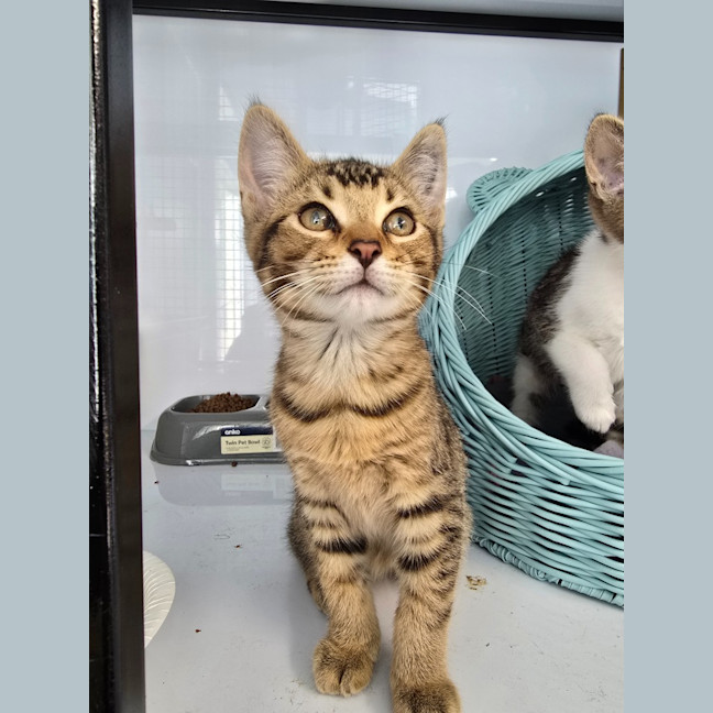 Photo of Neymar   Burnie