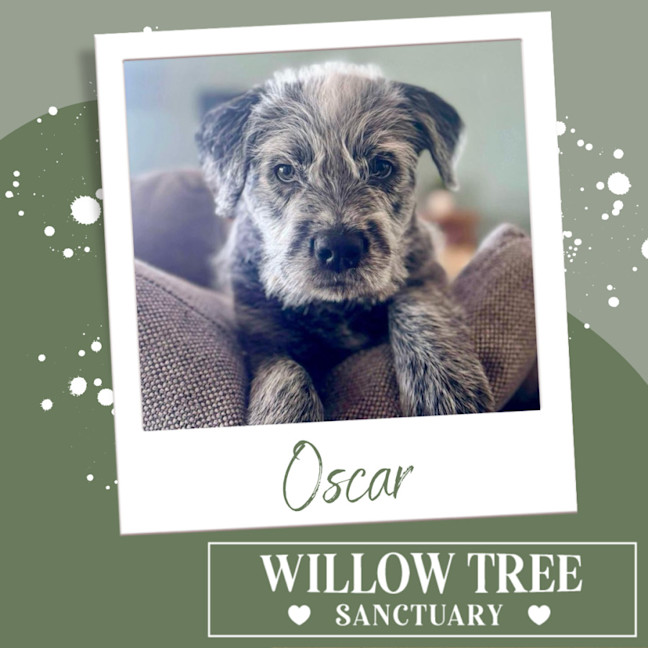 Photo of Oscar