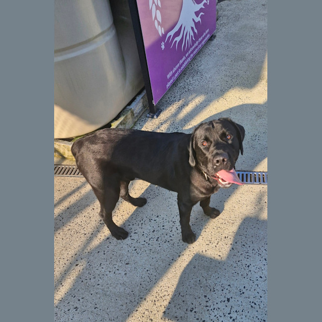 Photo of D1034 Ollie