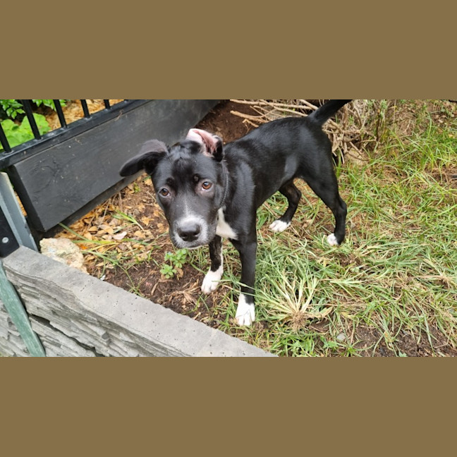 Photo of Poppy