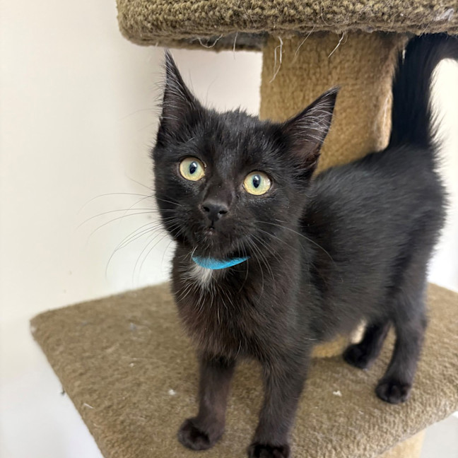 Photo of Barbecue Sauce