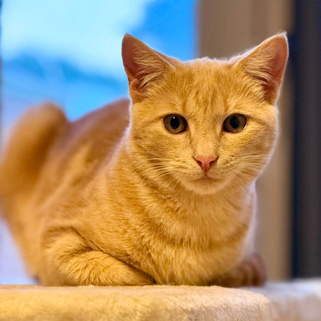 Photo of Simba   In Foster Care In Coburg