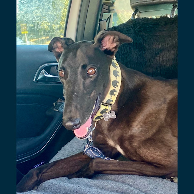 Photo of Precious The Greyhound 