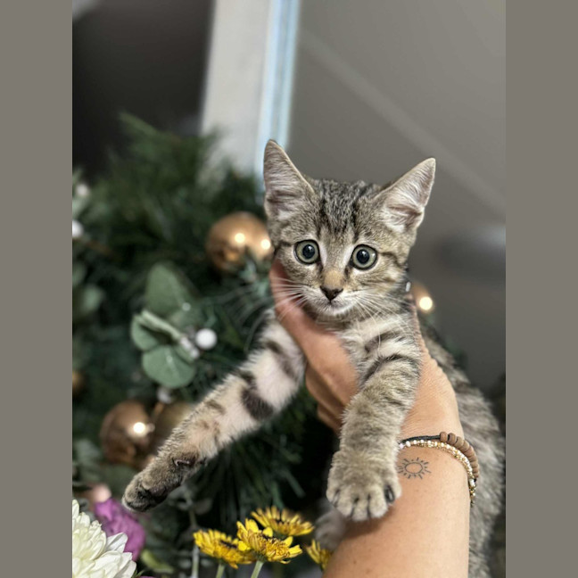 Photo of Lumy