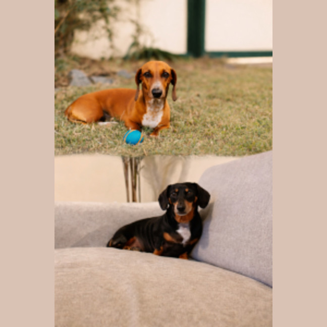 Photo of Fredrick & Willow #Bonded Pair