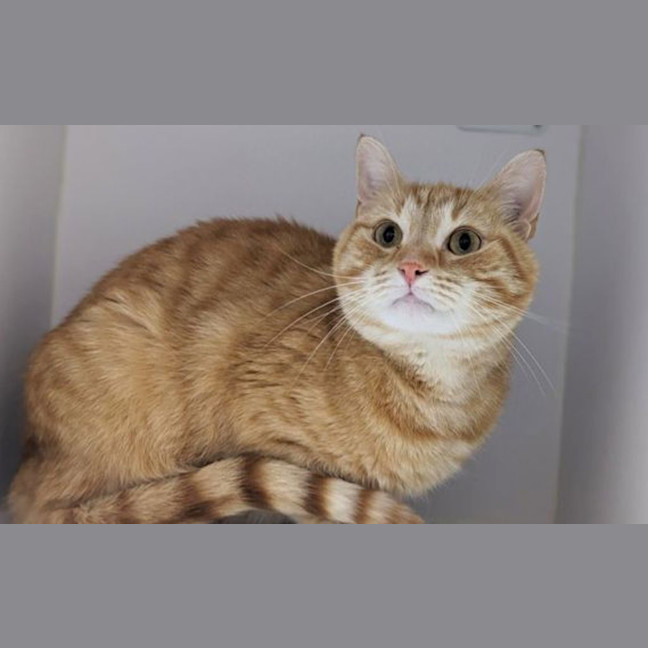 Photo of Neville