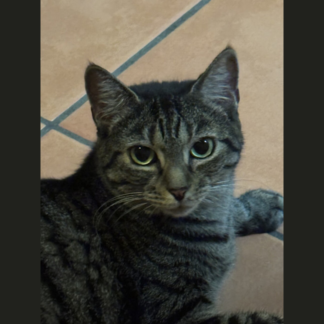 Photo of Juniper