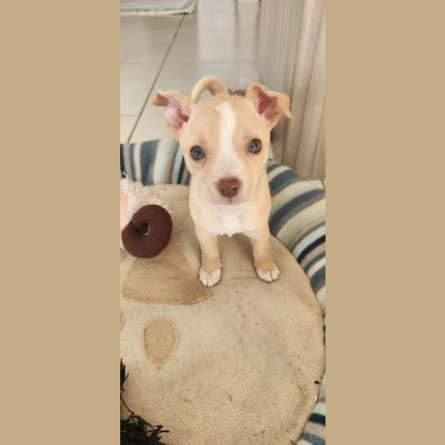 Photo of Matisse   8 Week Old Maltese X