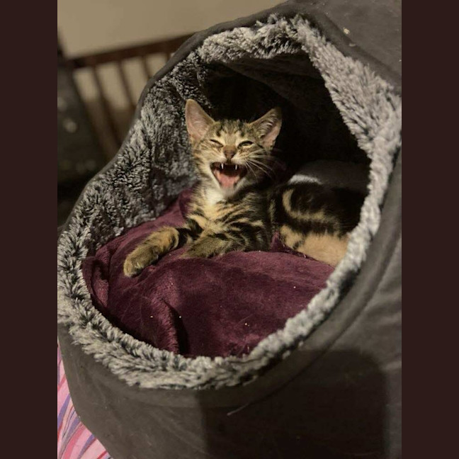 Photo of Jake The Dog