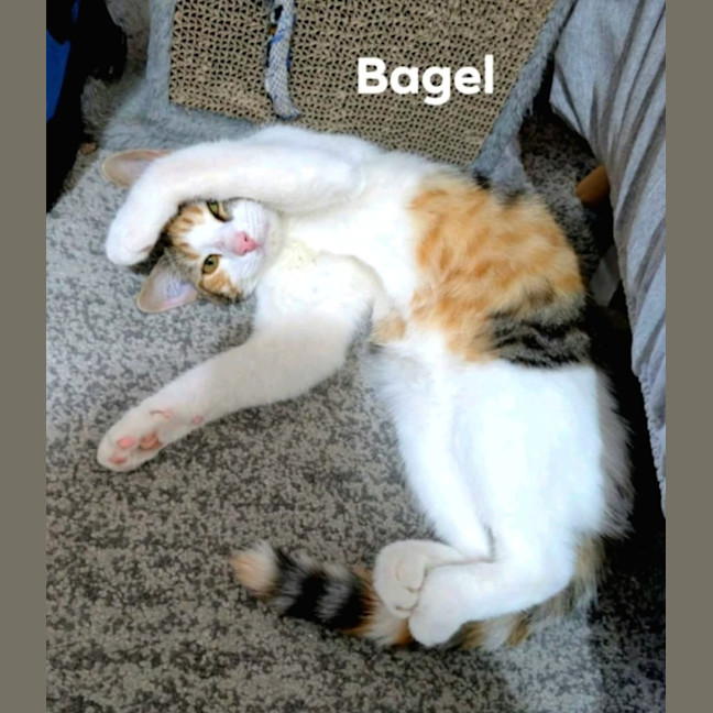 Photo of Bagel