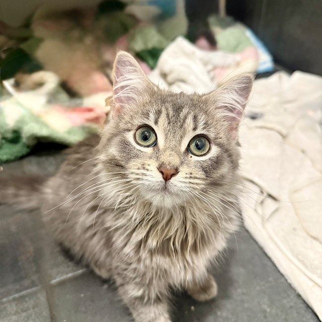 Photo of Pepper