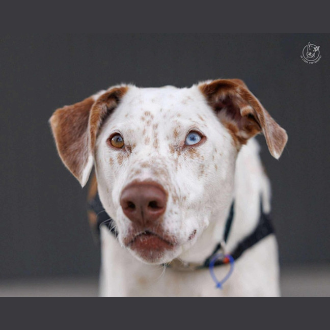 Photo of Dozer   3 Year Old Pointer X