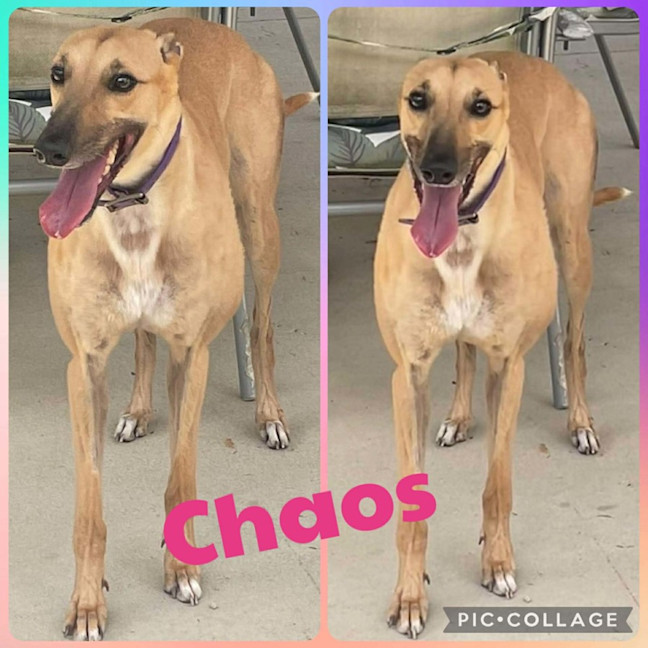 Photo of Chaos