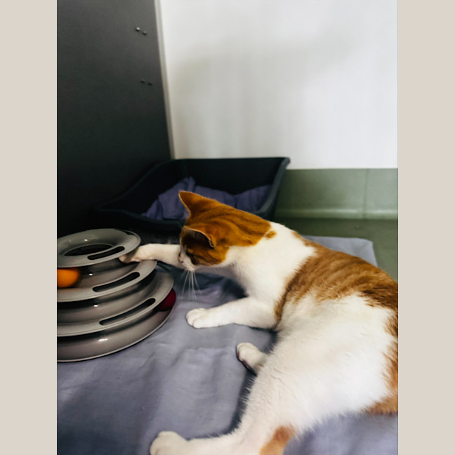 Photo of Maple