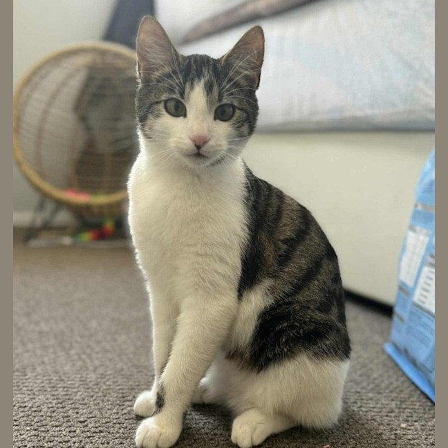 Photo of Felix
