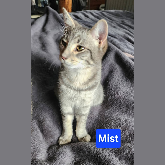 Photo of Mist