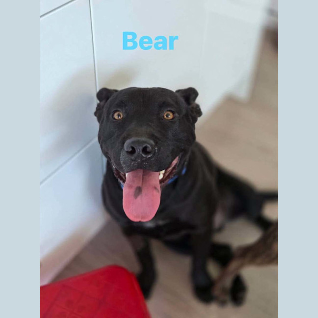 Photo of Bear