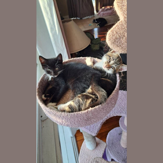 Photo of Mercury