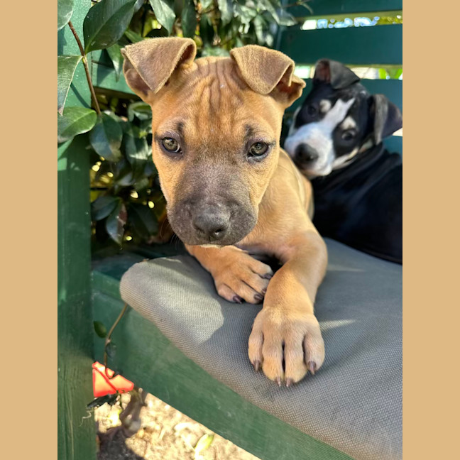 Photo of Firecracker