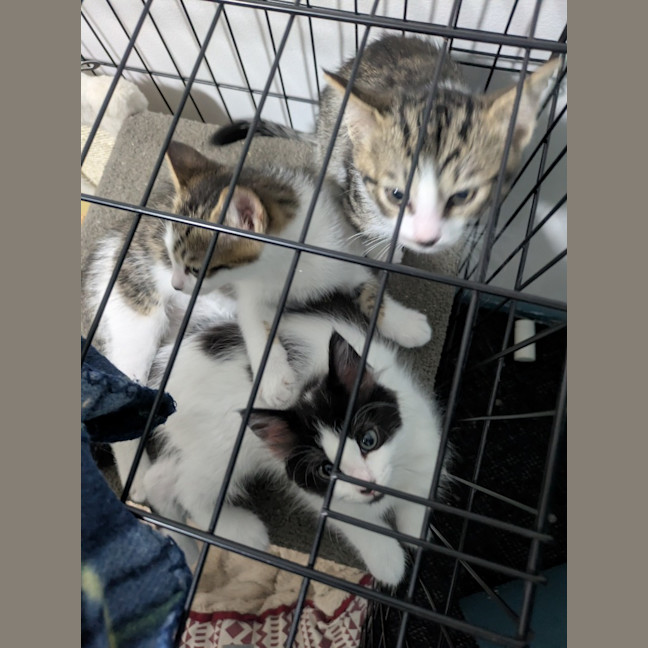 Photo of Zippy Snail