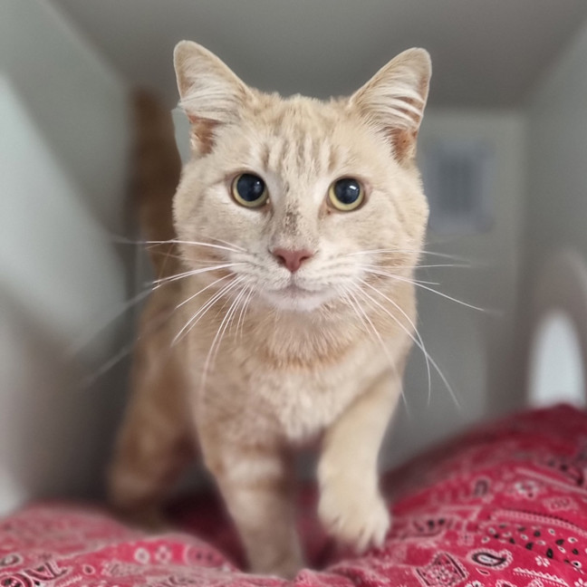 Photo of Custard