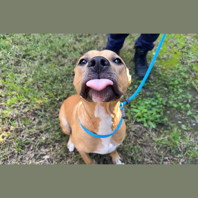 Photo of Maple